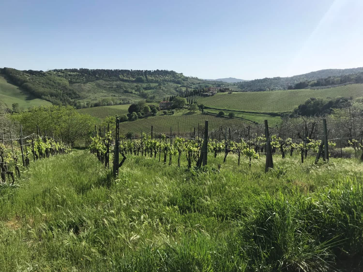 wino z Kazimierza Dolnego